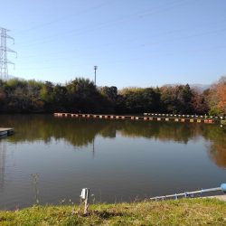 大安トラウトレイク 釣果